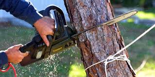 Best Tree Cabling and Bracing  in Mercerville, NJ