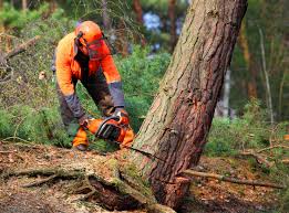 How Our Tree Care Process Works  in  Mercerville, NJ