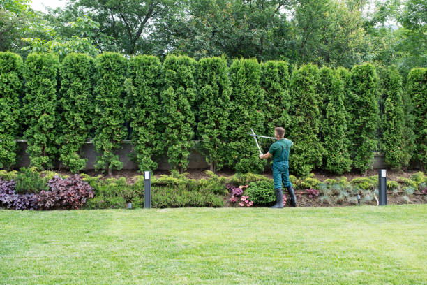 Professional Tree Services in Mercerville, NJ